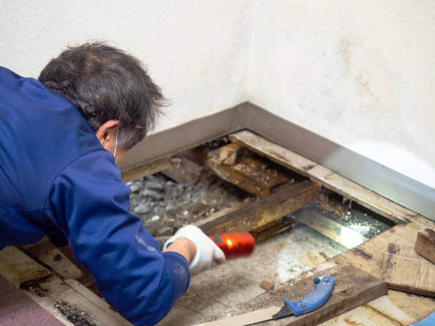 Best Same-Day Mold Removal  in Cressona, PA
