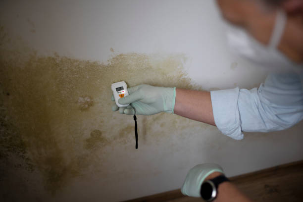 Certified Mold Removal in Cressona, PA