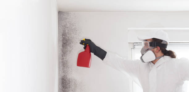 Mold Removal Process in Cressona, PA