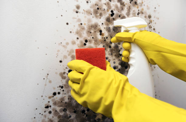 Best Crawl Space Mold Removal  in Cressona, PA