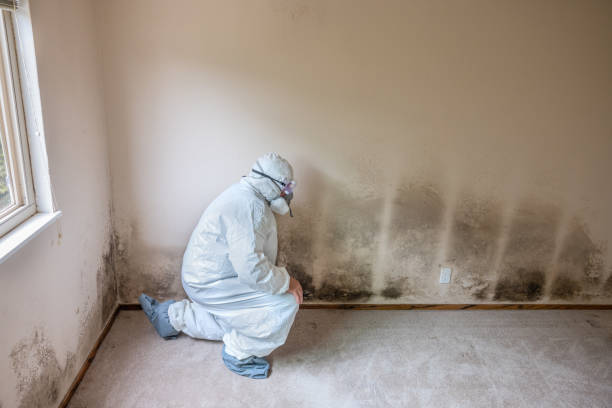 Professional Mold Removal in Cressona, PA