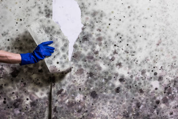 Best Toxic Mold Removal  in Cressona, PA