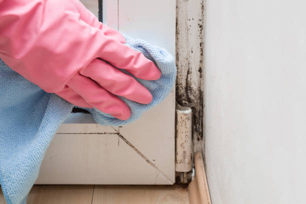 Best Certified Mold Removal  in Cressona, PA
