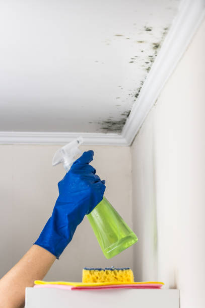 Best Fast Mold Removal  in Cressona, PA
